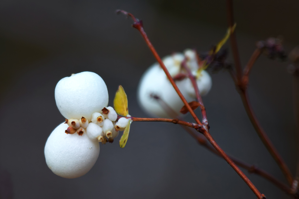 Schneebeeren mit unterschiedlich grossen Frchten im Herbst 2012.