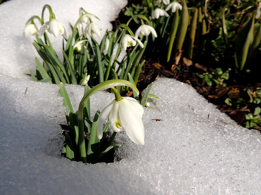 Schneeglckchen(Galanthus) macht seinem Namen vollen Ehre, und hat die weisse Pracht durchbrochen; 130305