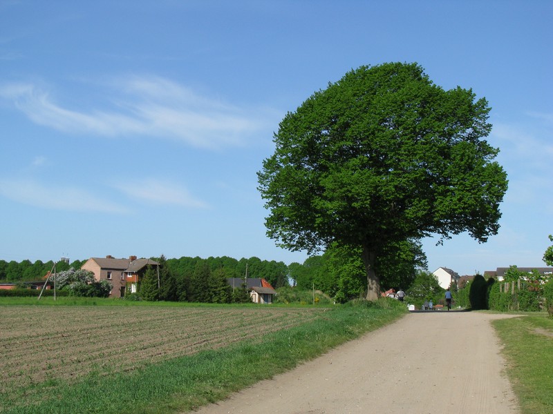 schn gewachsener Baum am Questiner Weg, Grevesmhlen 12.05.2008