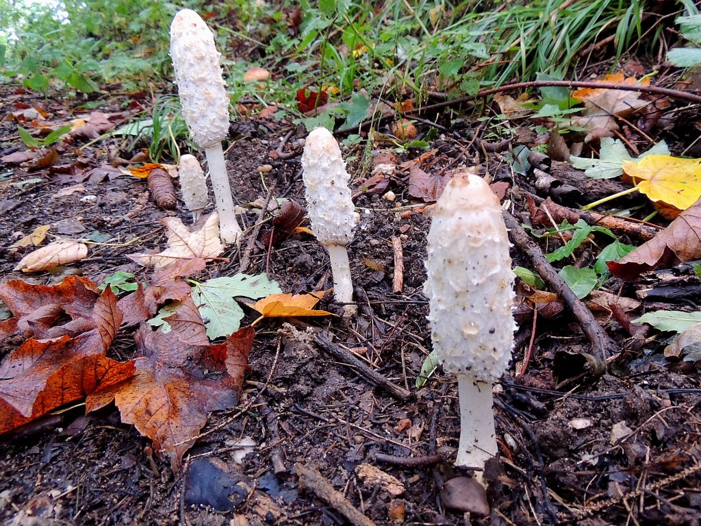 Schopftintlinge (Coprinus comatus) in Reih und Glied; 120930