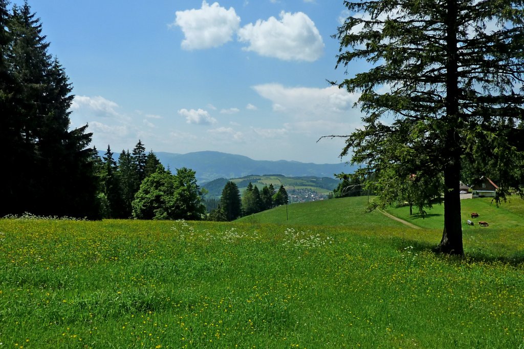 Schwarzwald, oberhalb von St.Peter, Juni 2012