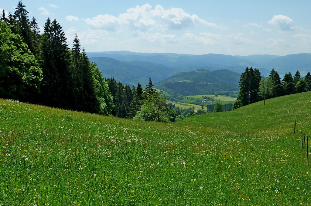 Schwarzwald, oberhalb von St.Peter, Juni 2012