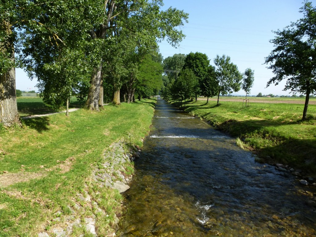 Schwarzwaldflüßchen Neumagen durchfließt die Rheinebene vor Bad Krozingen, Juni 2013