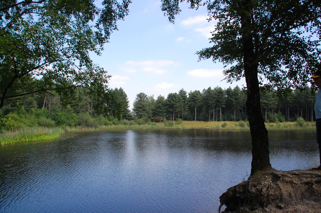 Seeblick in der Tevernerheide bei Geilenkirchen. 11.8.2012