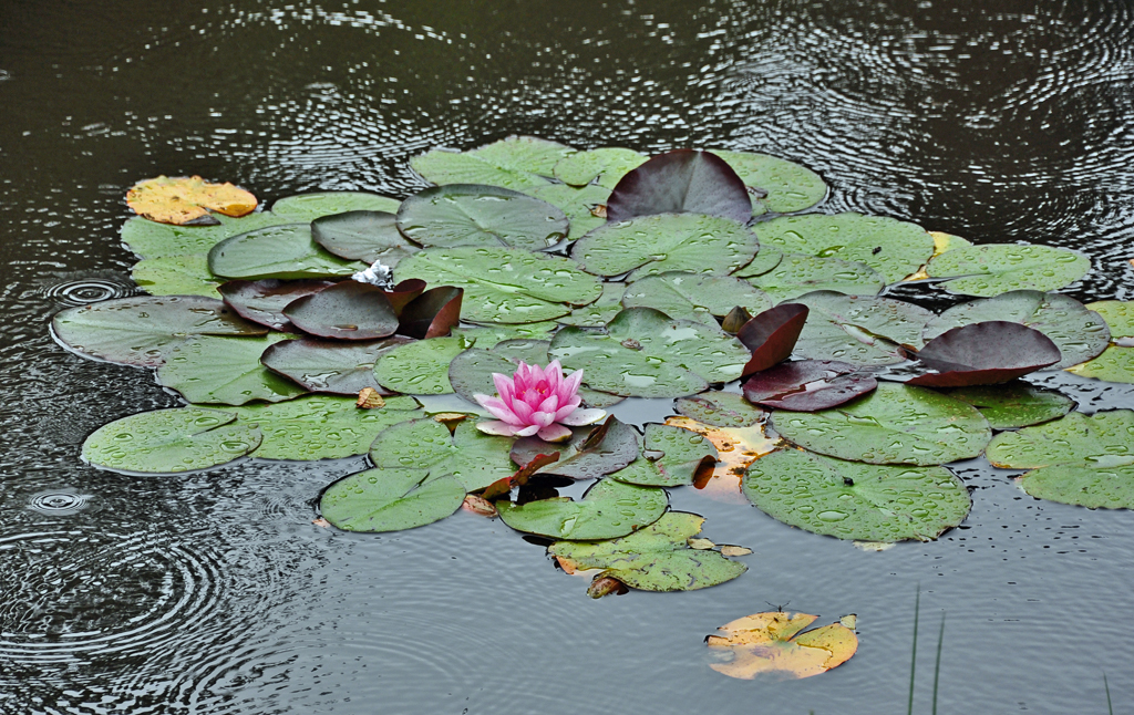 Seerose bei Regenwetter auf einem Teich an der Steinbachtalsperre - 08.08.2010