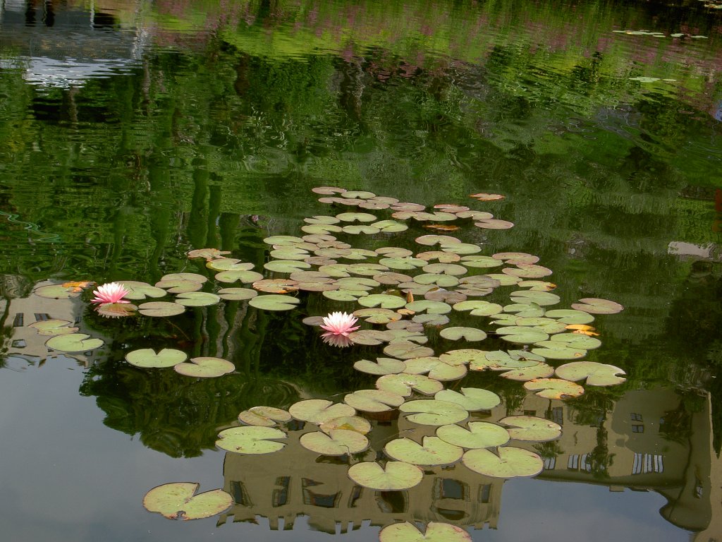 Seerosenteich im Schlosspark Trauttmannsdorf in Meran (04.08.2012)