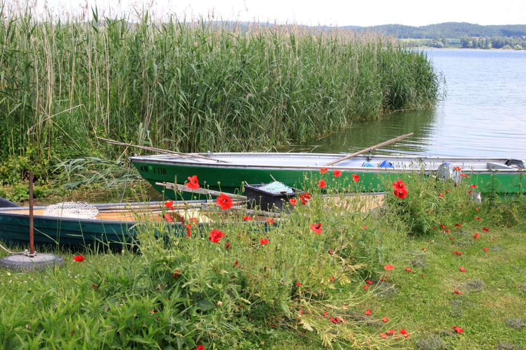 Seeufer Insel Reichenau
(24.06.2010)