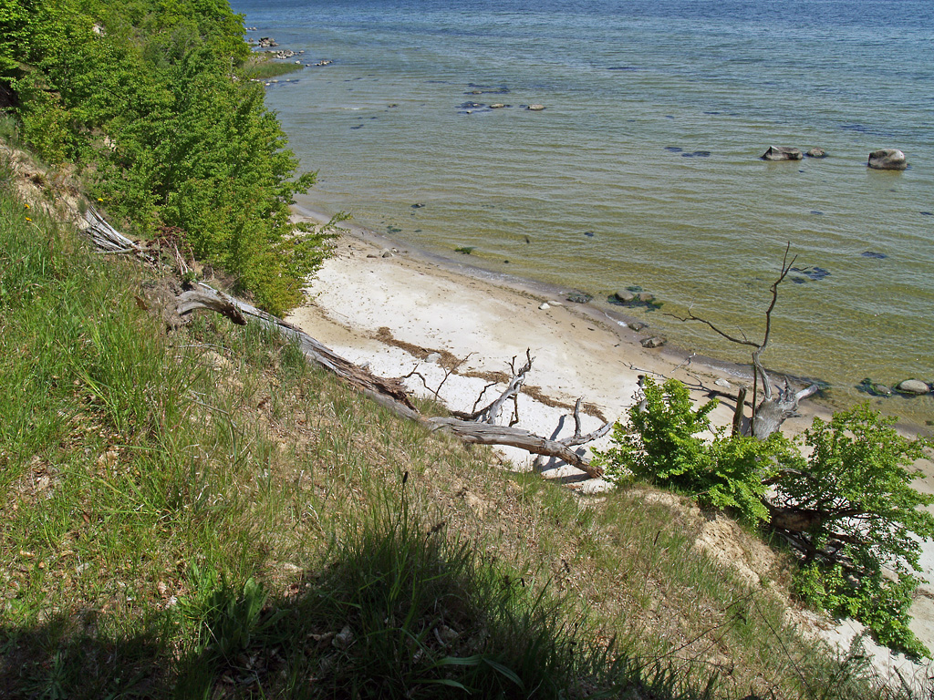 Seit fast 500 Jahren wurde auf Vilm kein groer Holzeinschlag mehr durchgefhrt, der Wald auf der Insel weitestgehend sich selbst berlassen. Am 21.08.2008 waren -im Rahmen einer erluternden Fhrung- viele Zeugen dieser Renaturierung sichtbar. 