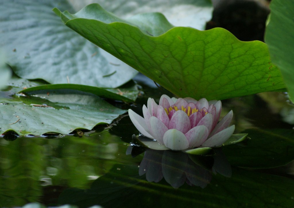 Selbst die Seerose bevorzugt bei dieser Hitze einen schattigen Platz.
(10.07.2010)