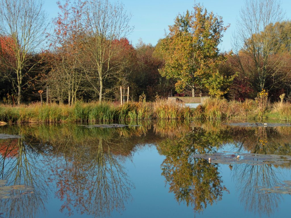 Sich im Teich spiegelnde Bume am 31.10.2011 hinter dem Aachener Klinikum.