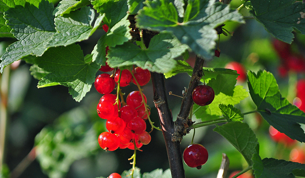 Sie warten auf`s pflcken, Johannisbeeren im Garten - 25.06.2010