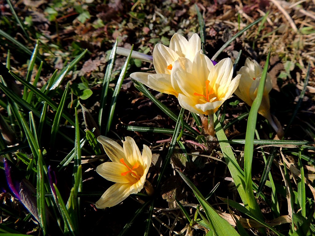 Sieber-Krokus (Crocus sieberi) haben den Weg an die Erdoberflche geschafft; 130316