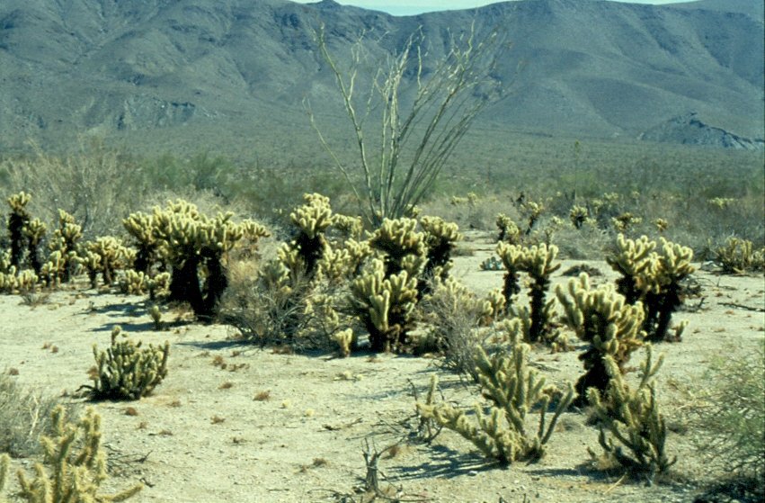 Silber Cholla und Ocotillo sind weit verbreitet im Anza Borrego Desert State Park in Kalifornien (Juli 1997)