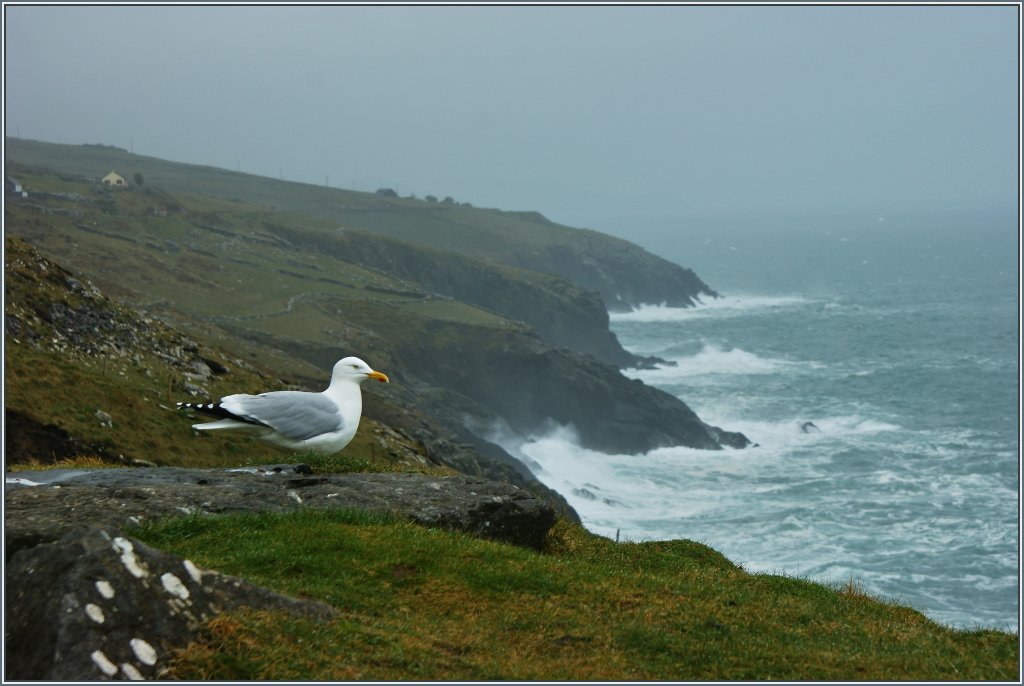 Skeptisch schaut die Mwe auf das eingetroffene Unwetter bei Slea Head.
(17.04.2013)