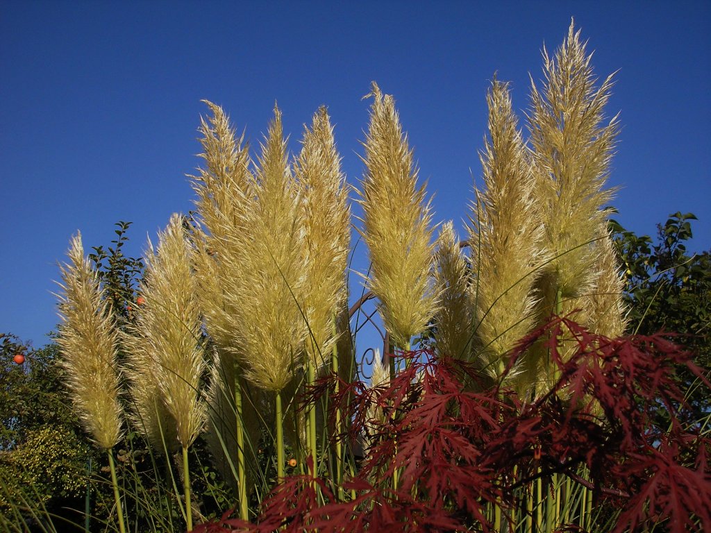 So schn kann der Garten im Herbst sein. 