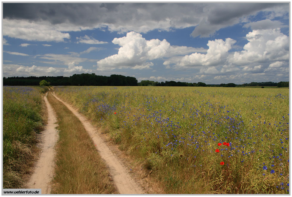 Sommer auf Usedom 2010: Feldflur bei Quilitz, Lieper Winkel