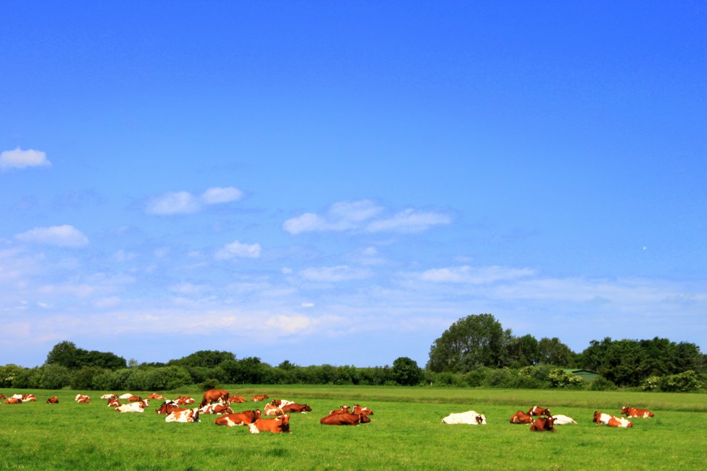 Sommerliche Idylle auf Fhr am Radweg zwischen Nieblum und der Lembecksburg am 22.06.2012.