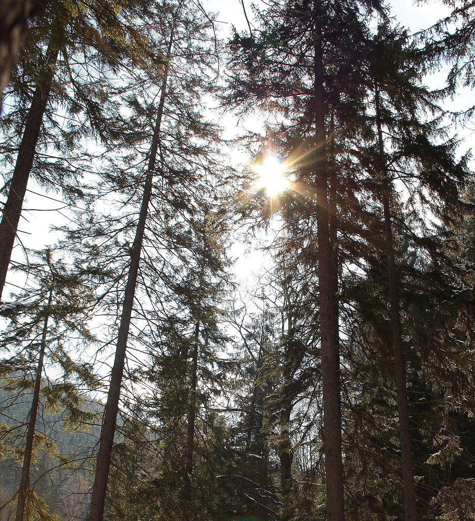 Sonne im Wald auf der  Verlobungsinsel ; Aufnahme um die Mittagszeit des 07.04.2013 im Okertal...