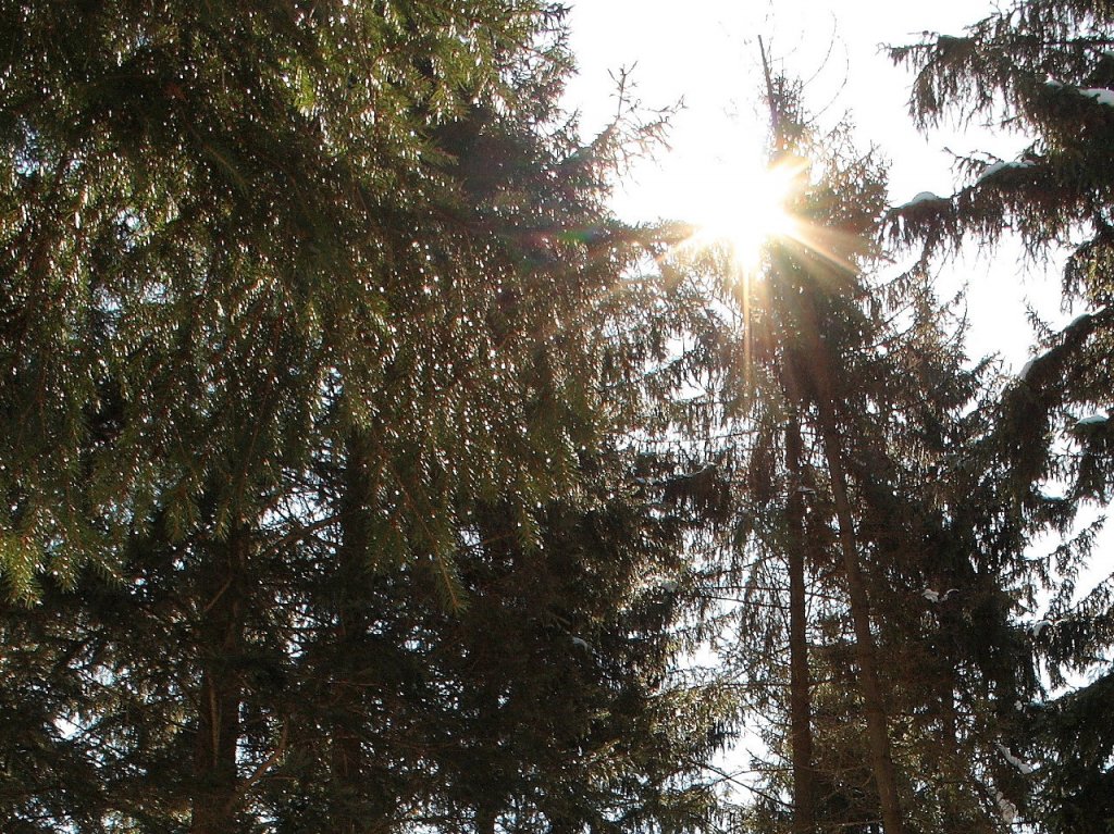 Sonne im Wald im Okertal; Aufnahme um die Mittagszeit des 07.04.2013 auf dem Wanderweg zwischen Romkerhall und der Feigenbaumklippe