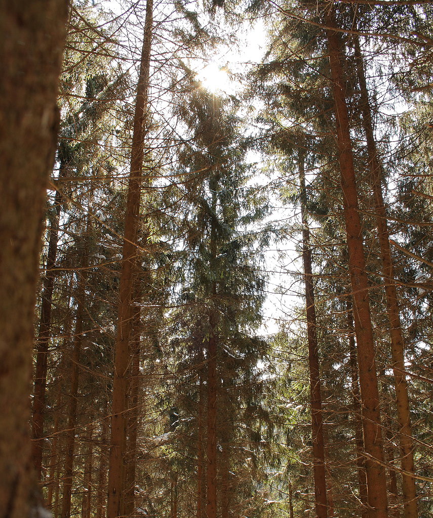 Sonne im Wald unterhalb der Feigenbaumklippe; Aufnahme vom frhen Nachmittag des 07.04.2013 