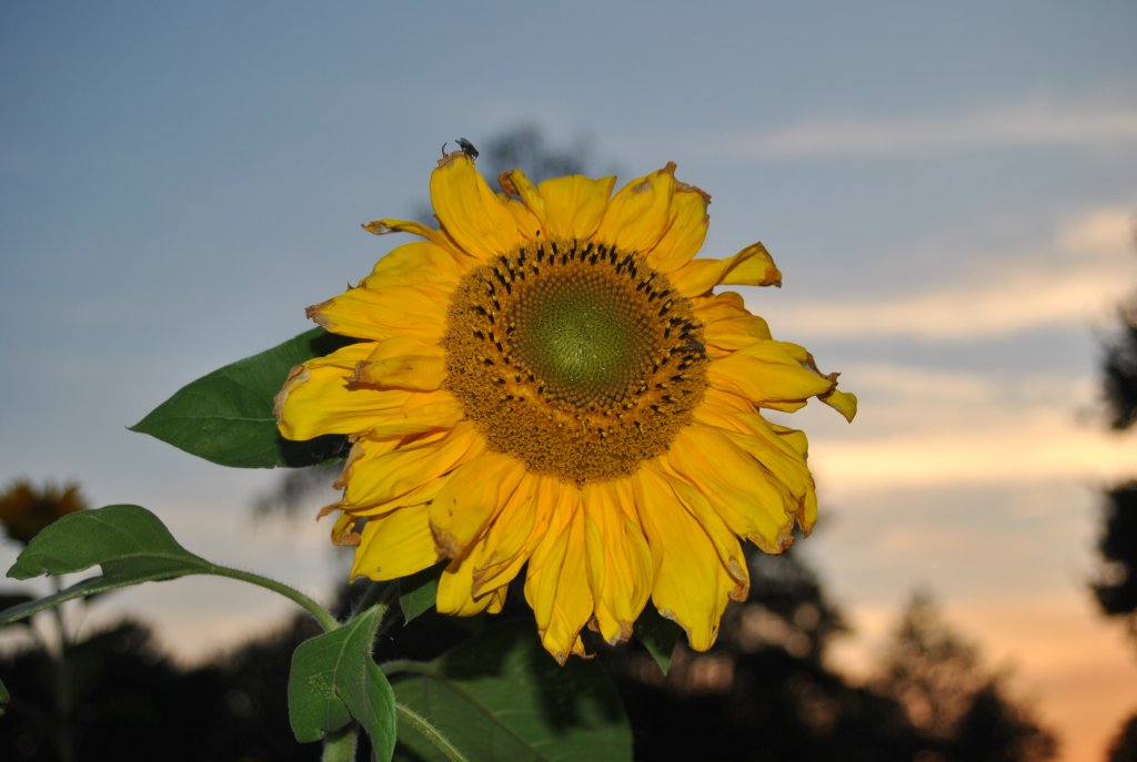 Sonnenblume auf einen Feld bei Lehrte am 20.08.10.