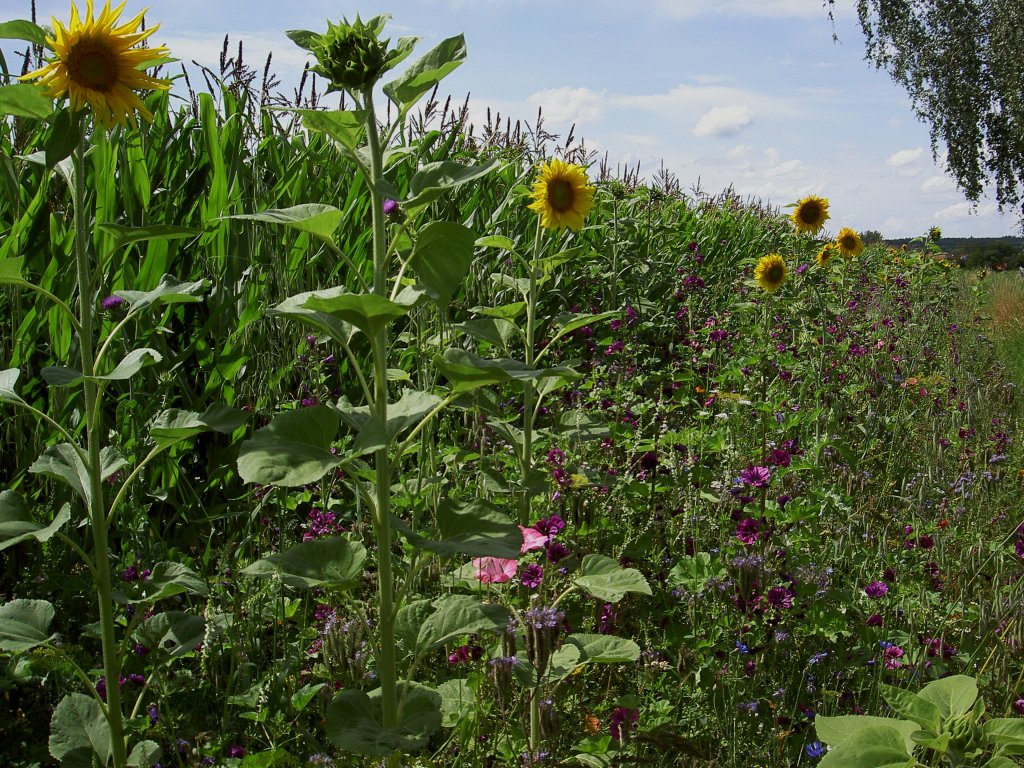 Sonnenblumen am Maisfeld bei Zaisertshofen, Kreis Unterallgu (18.07.2012)
