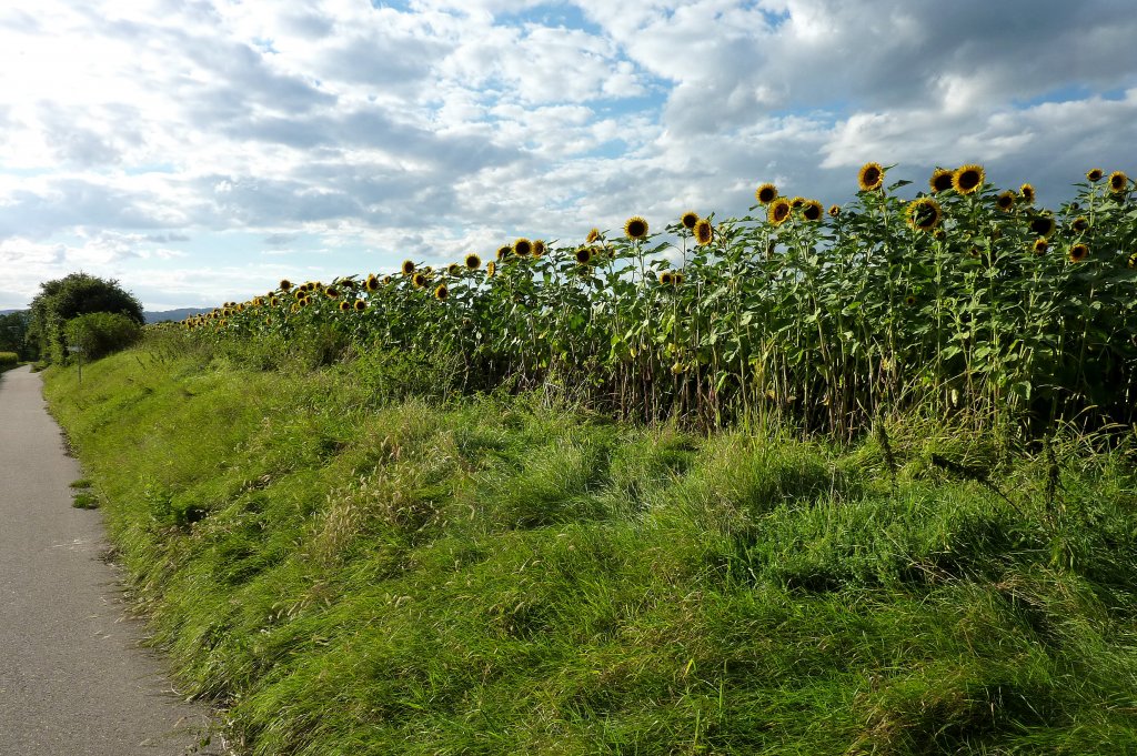 Sonnenblumenfeld in der Rheinebene, Sept.2012