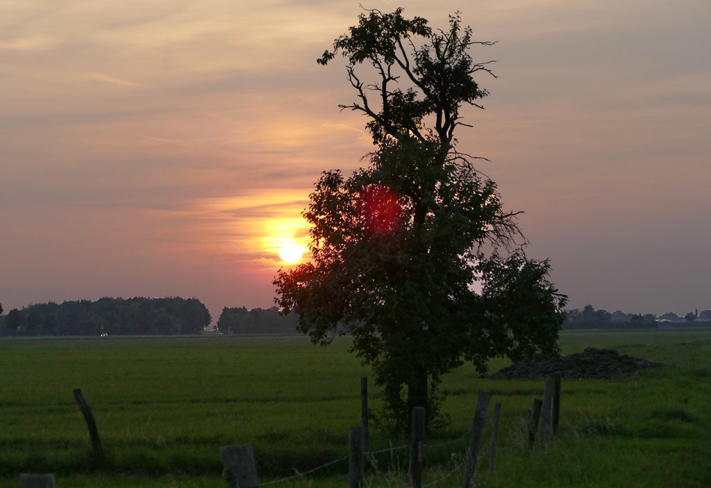 Sonnenuntergang über der Eifel, halb verdeckt vom Einzelbaum, 28.08.2017