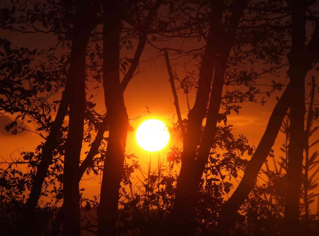 Sonneuntergang durch die Bume bei Herdorf am 17.10.2008
