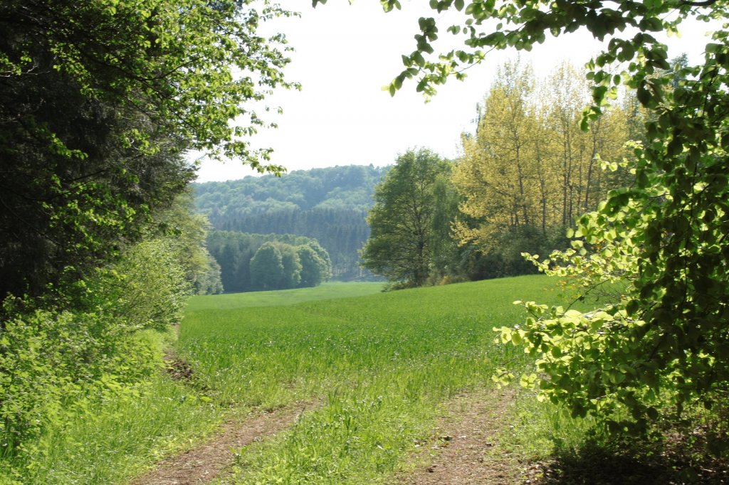 Sonniger Nachmittag im Wald bei Nunkirchen im Saarland. Aufnahme vom 30.04.2011.