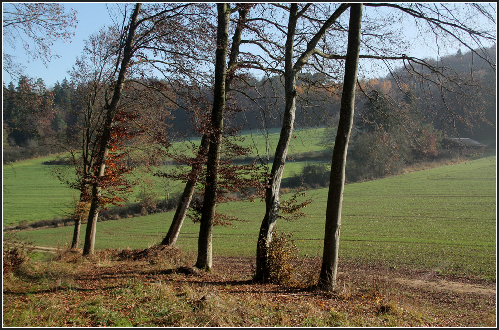 Sonniger Novembertag - 

Auf der Schwäbischen Alb bei Lonsee-Urspring.

17.11.2011 (M)