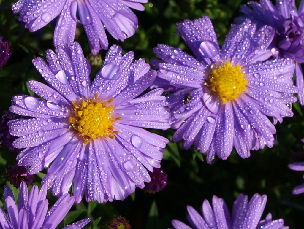 Soviel Tau am Morgen auf den Blumen versprechen schnes Wetter an diesem Tag.