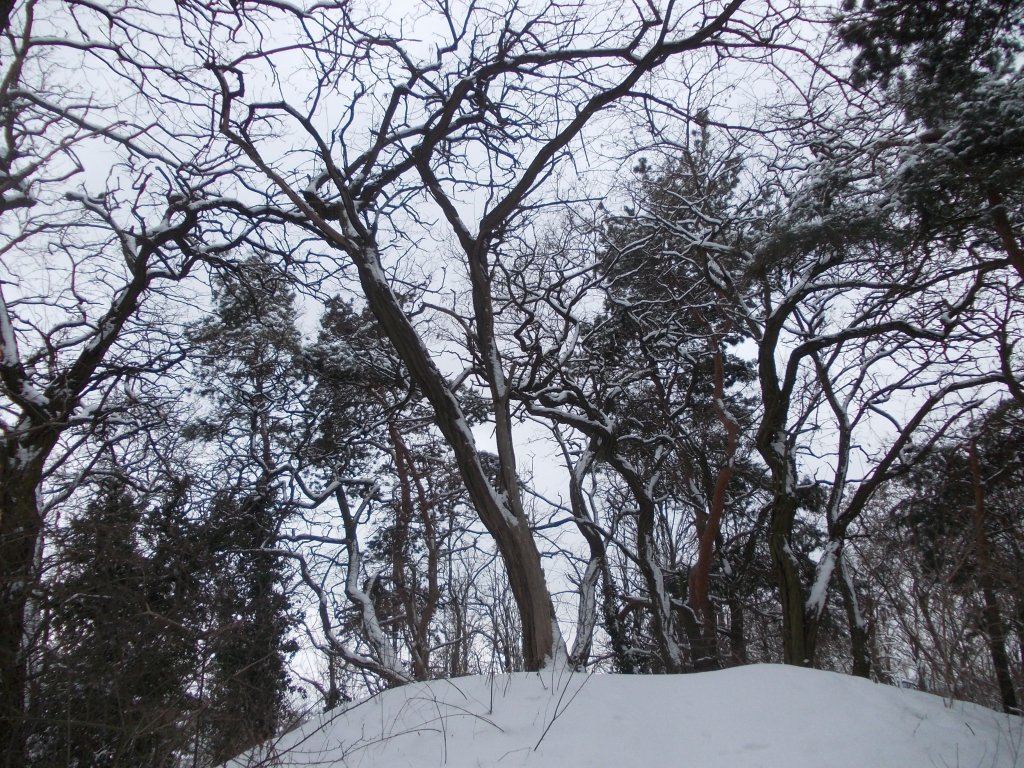 Spitze des Weinbergs in Bad Belzig am 12.03.13