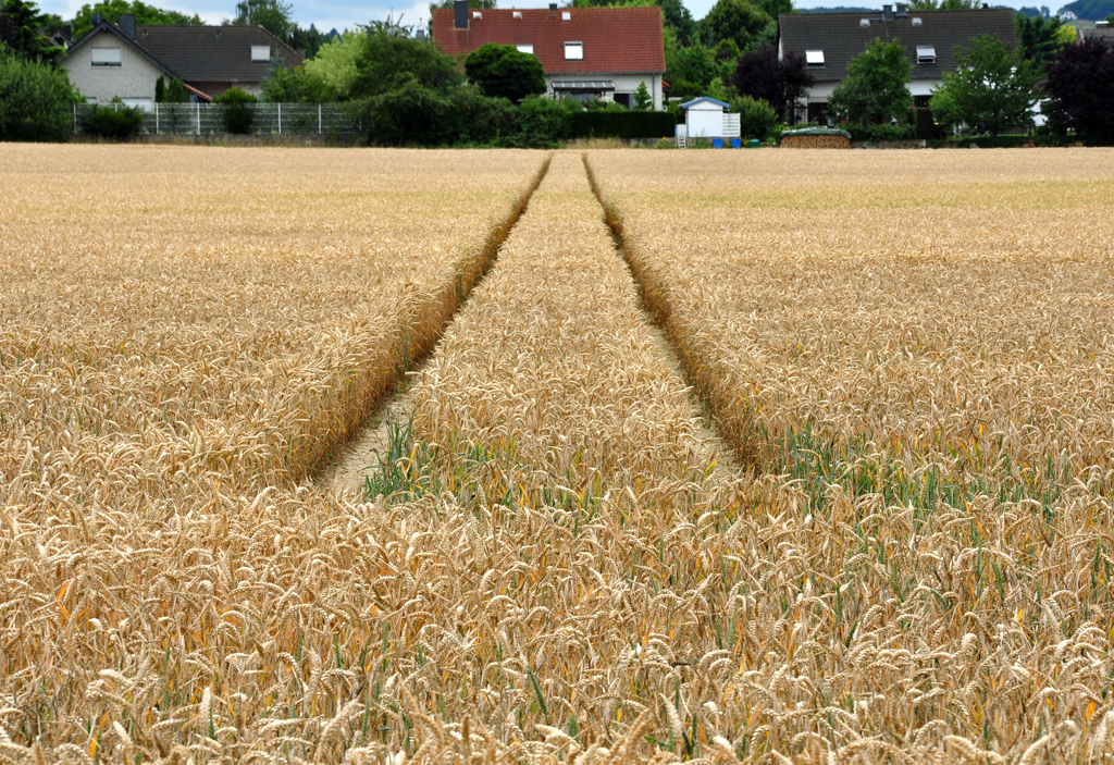 Spuren im Kornfeld - Euskirchen 10.07.2011