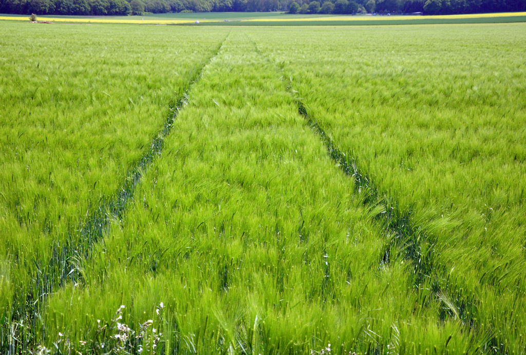 Spuren im  Kornfeld - Euskirchen 20.05.2012