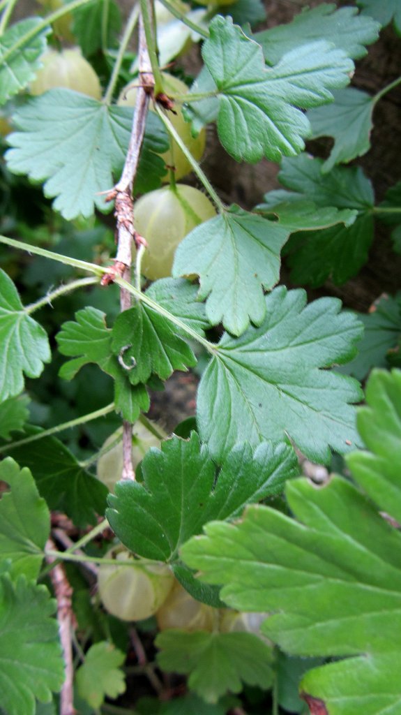 Stachelbeeren (noch unreif) in Brixlegg am 6.7.2012.