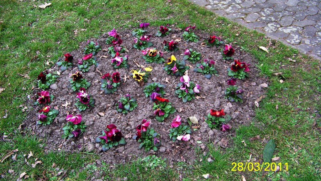 Stiefmtterchen Feld, am Lehrter Ktankenhaus am 28.03.2011.