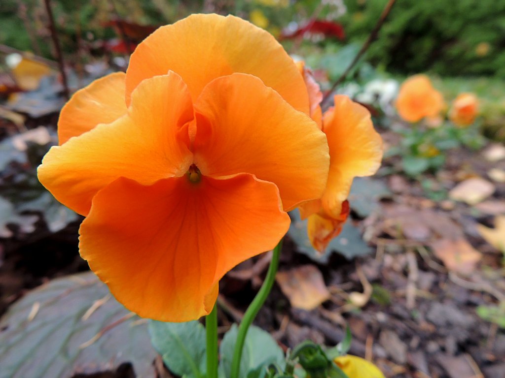 Stiefmtterchen (Viola-Wittrockiana-Hybriden) blht im Oktober in oranger Farbe; 121026