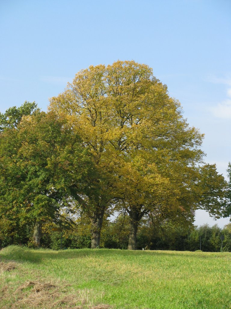 Straenkreuzung der K 17 bei Jeese (NWM) im herbstlichen Kleid [10.10.2008]