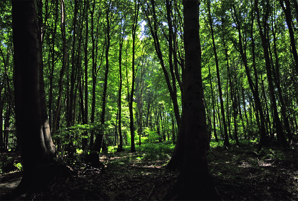 Streulicht im Wald auf der Erpeler Ley (nrdlich von Linz/Rhein) - 15.08.2012