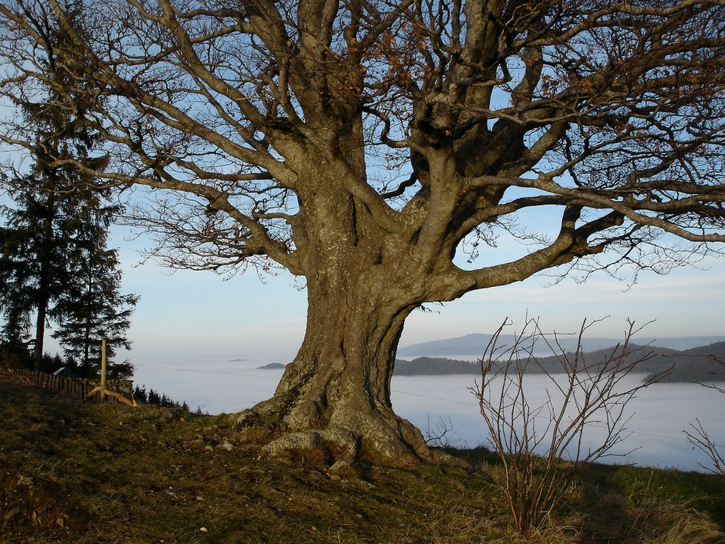 Sturmfeste Buche auf den Schwarzwaldhhen, in den Tlern liegt der Dauernebel, Nov.2008