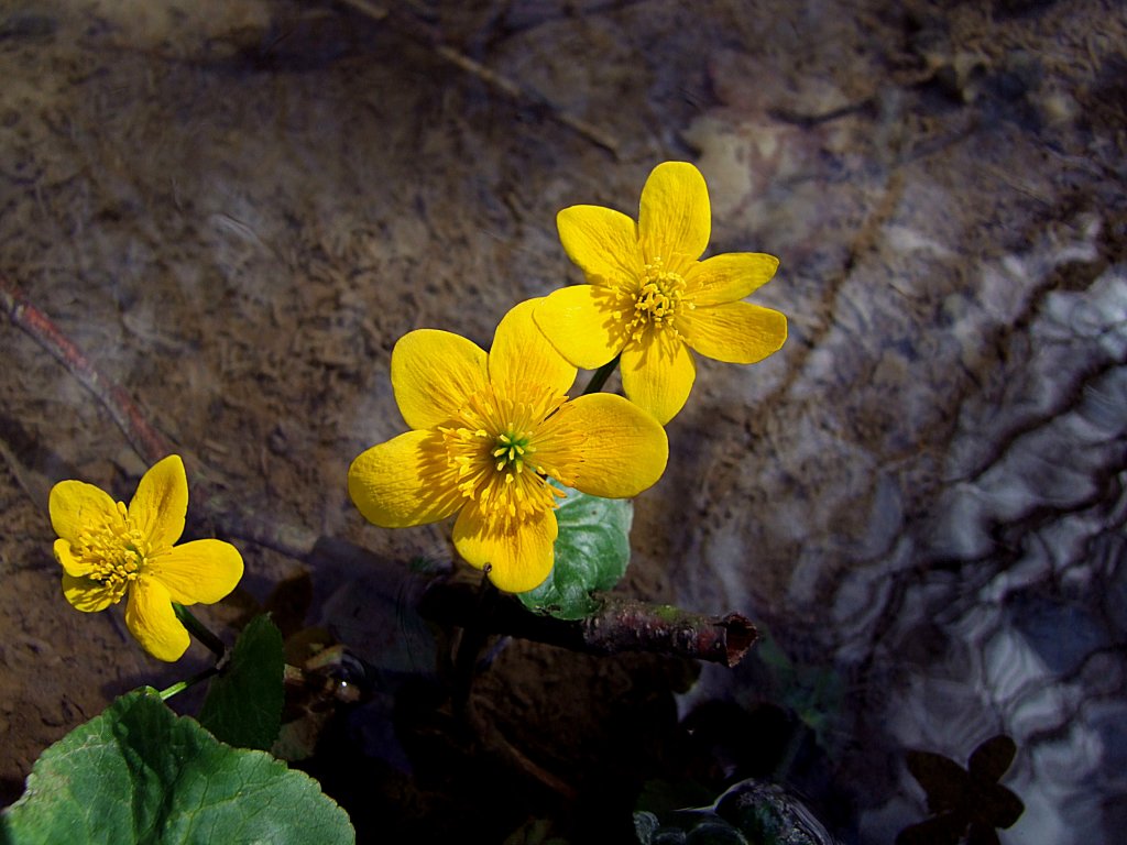 Sumpfdotterblumen blhen in einem kleinen Bachlauf;120401