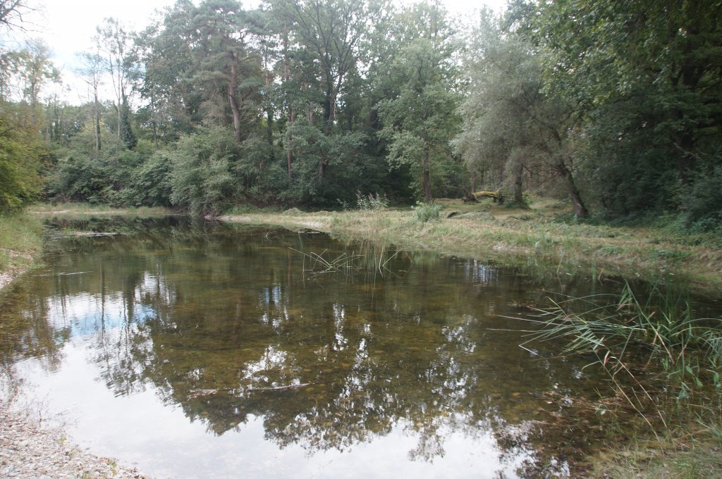 Thurauen / Aus dem Altlauf der Thur ist vis -  - vis  Schniwiese  unterhalb Ellikon ein Amphibiengewsser entstanden (13.09.2012).
