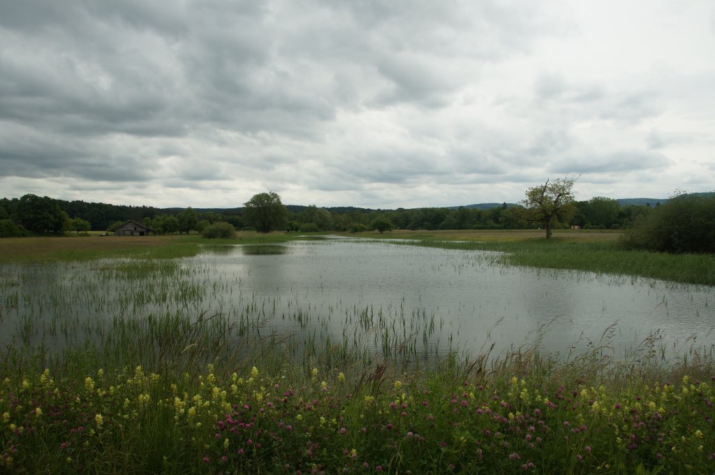 Thurauen / Das Hochwasser vom 2. Juni 2013 kann auch eine schne Seite haben. Im Ellikerfeld entstand ein Biotop das durchaus seinen Reiz hat (03.06.2013).