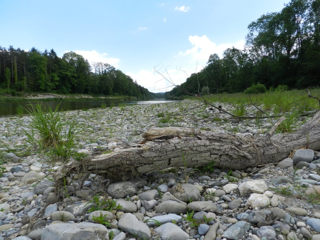 Thurauen / Thur zwischen Alten und Flaach (29.05.2012)