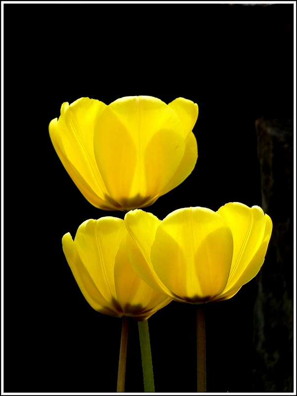 Tulpen. 14.04.2012 (Jeanny)