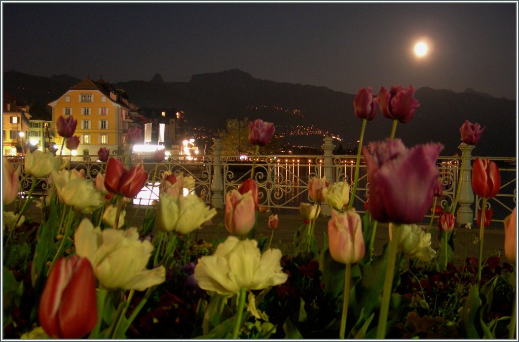 Tulpen blhen nicht nur in Amsterdam, sondern bei Vollmond auch in Vevey...1
17. April 2011