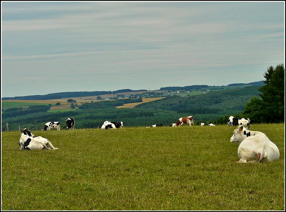  Um Burgknapp  in Berl hat man eine Aussicht auf weidende Khe und auf das Dorf Tarchamps. 31.07.2010 (Jeanny)