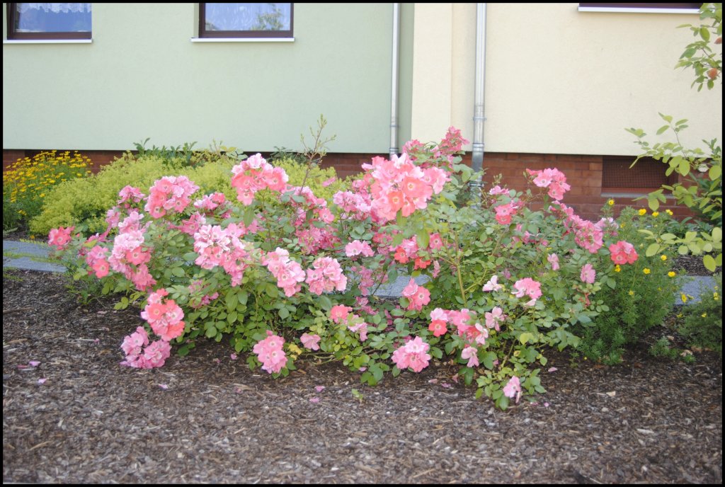 Unbekannte Blumenart in Lehrte auf meiner Wohnanlage am 08.07.10. 