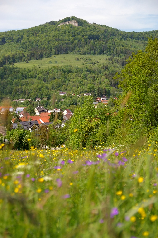 Und noch ein Blick ber Albstadt-Laufen zur Schalksburg. Im Vordergrund die Frstcker.
Aufgenommen am 20. Mai 2012.